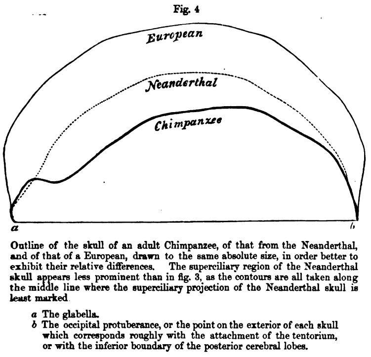 Figure 4. Skull of Chimpanzee 