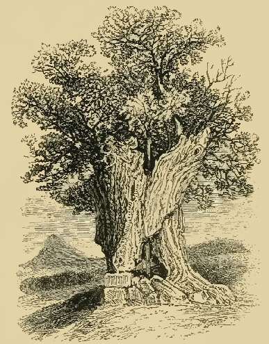 Lady Oak