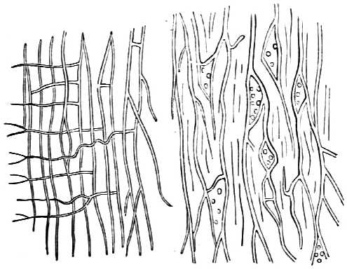 Epithelium.