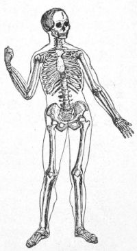 Skeleton