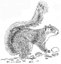 Squirrel