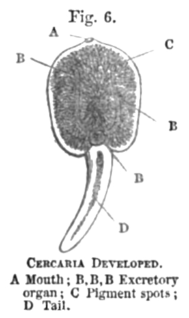 Fig. 6: CERCARICA DEVELOPED