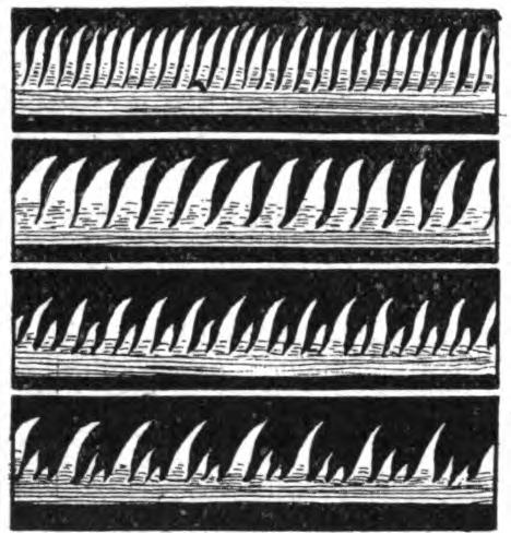 FIG. 130.—Appearance of manometric flames in a revolving mirror.