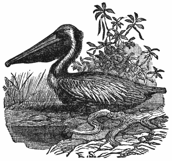 Pelican