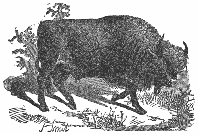 Aurochs