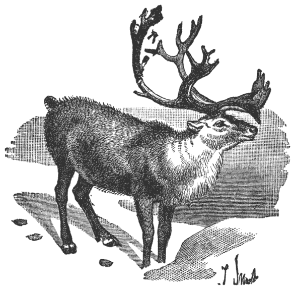 Reindeer