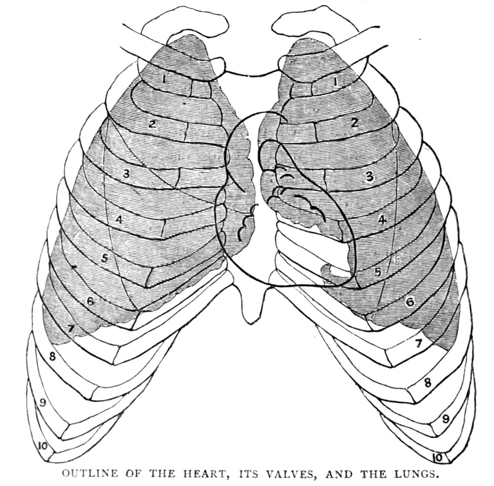 OUTLINE OF THE HEART, ITS VALVES, AND THE LUNGS.