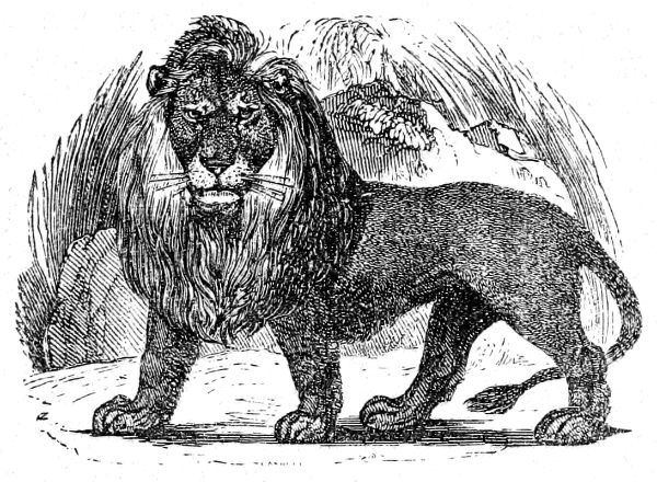 Lion