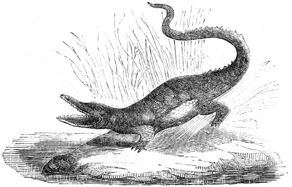 crocodile monster