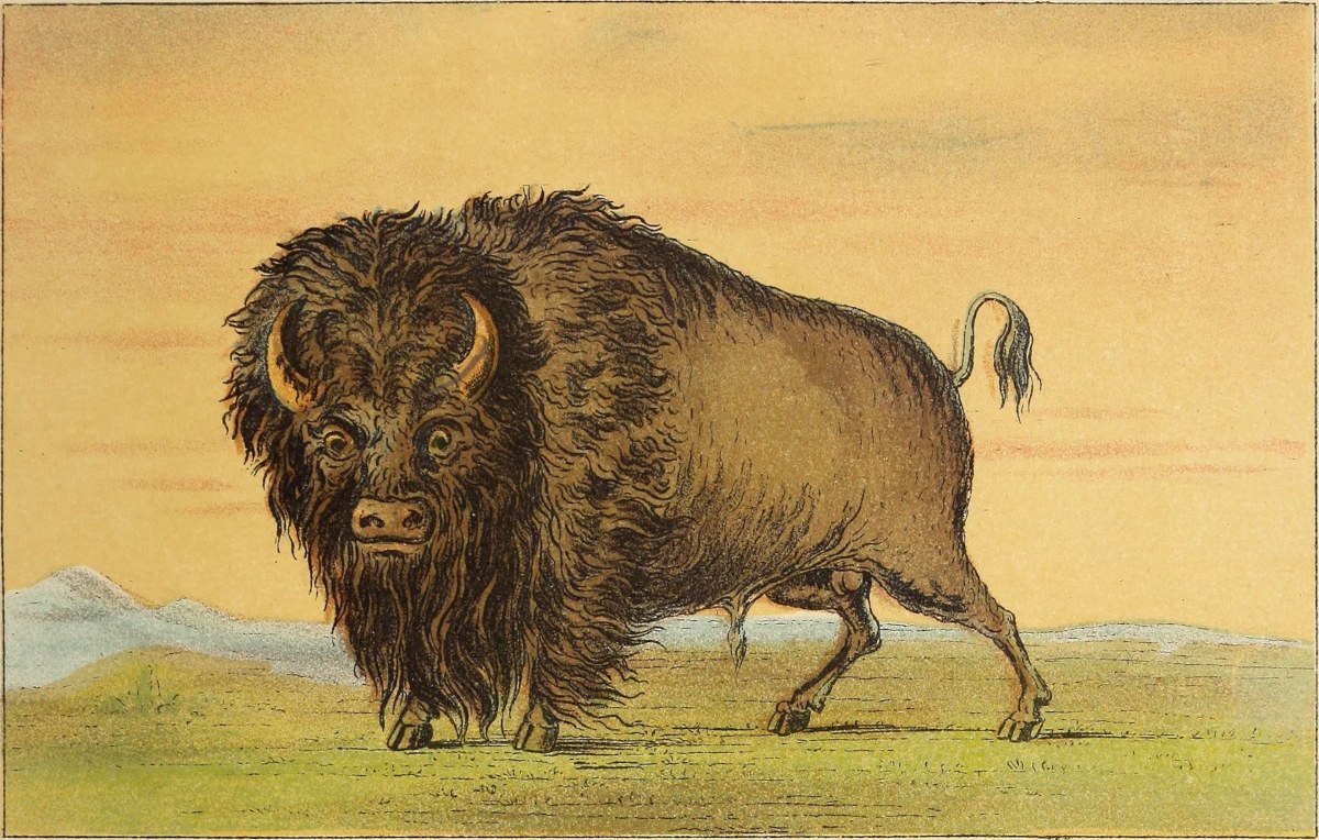 Buffalo bull