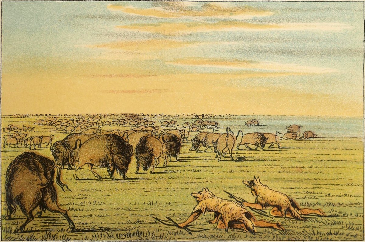 Buffalo hunt