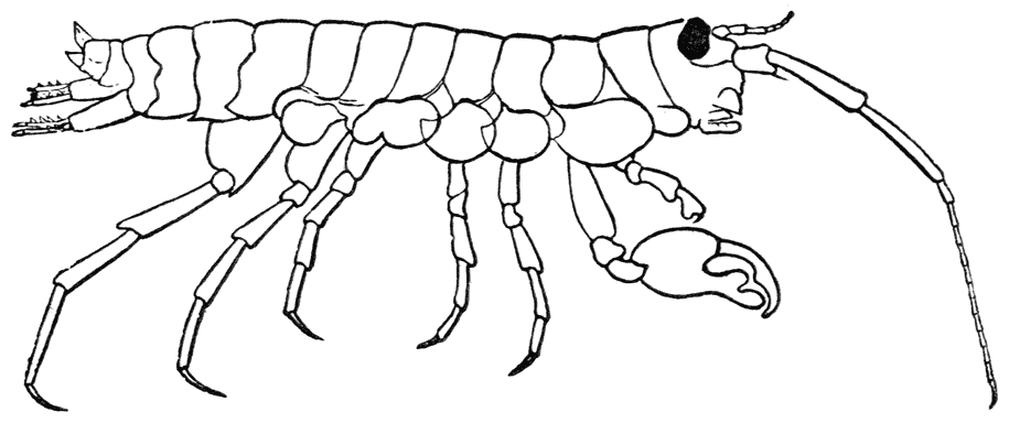 Fig. 20. Orchestia Darwinii (naar Fritz Müller).