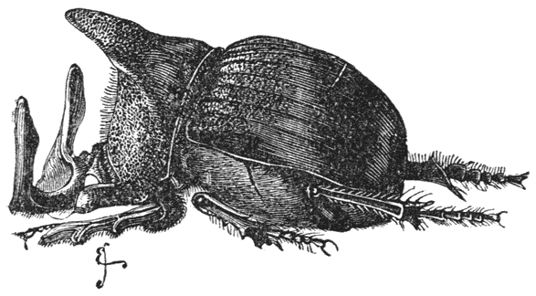 Fig. 39. Mannetje van Copris Isidis.