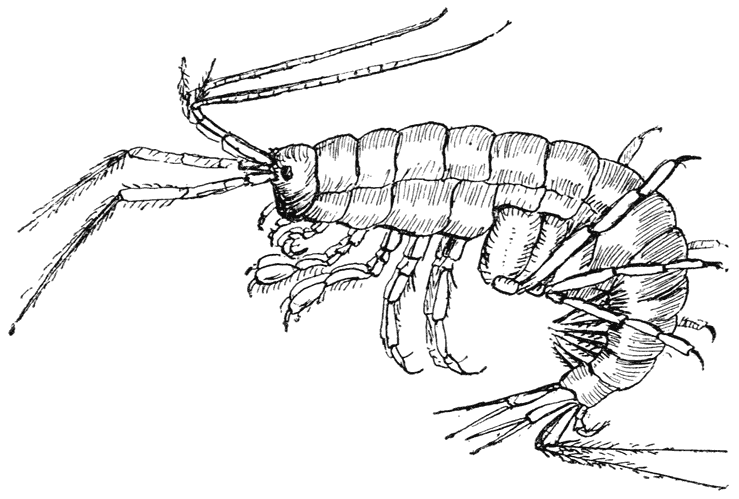 Vlookreeft of Waterspringer (Gammarus pulex).