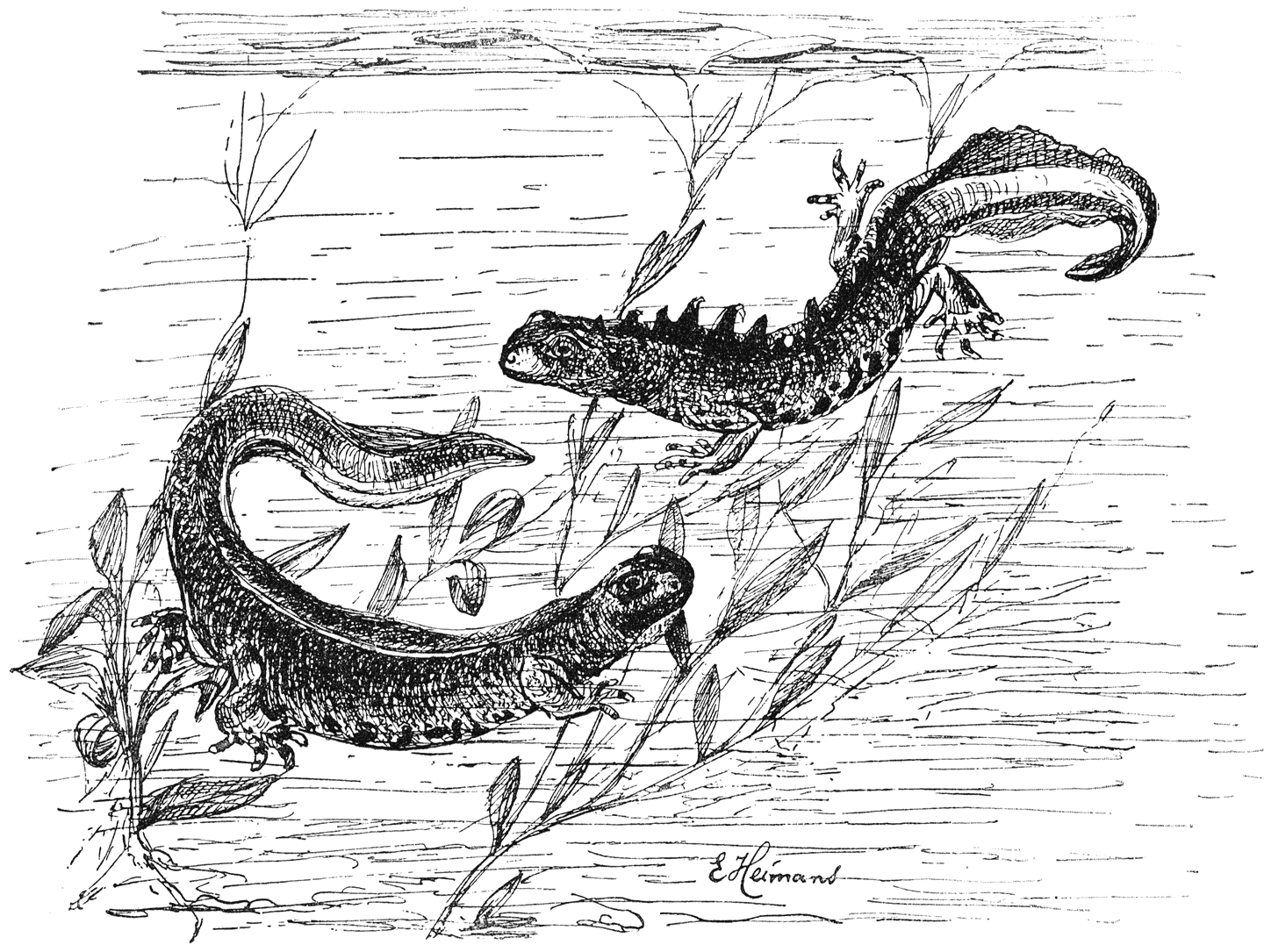 Links: een wijfje van den grooten salamander bezig haar eieren aan een waterplant te bevestigen. Rechts: een jong mannetje pronkend.