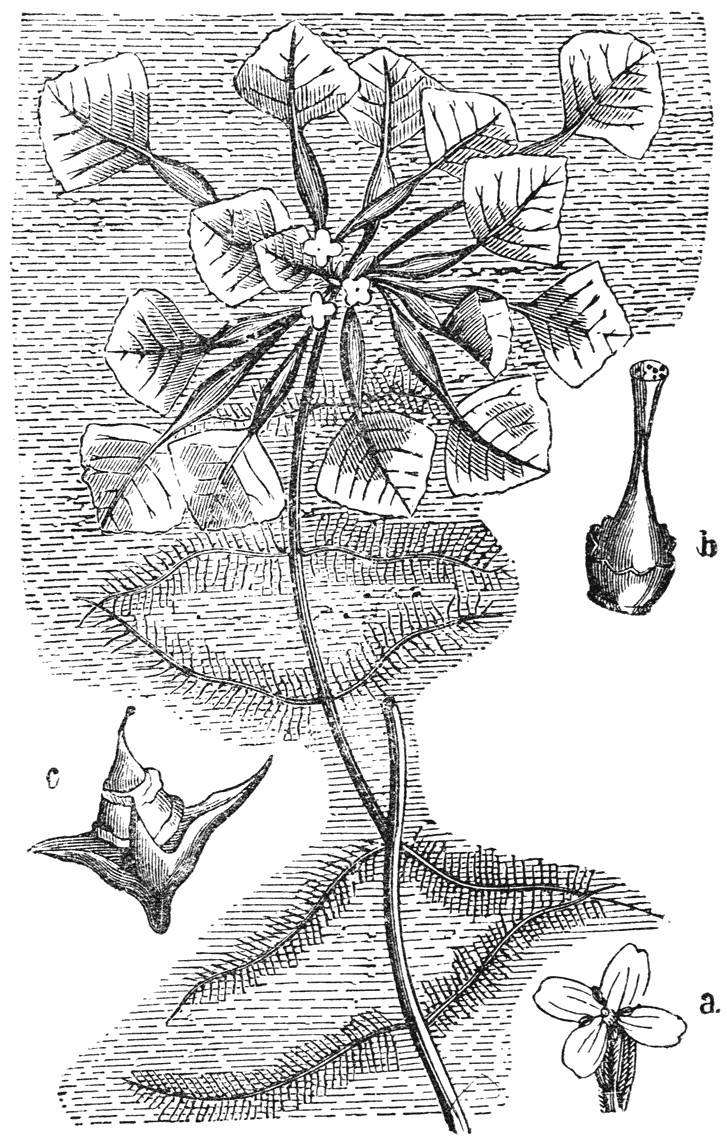 Waternoot (Trapa natans) a. bloem, b. stamper, c. vrucht. (naar Solotnitzky).