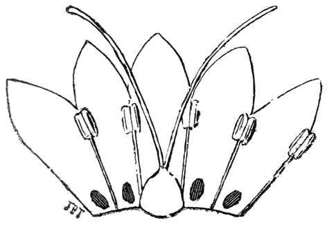 Veenwortel (Polygonum amphibium). Langstijlige bloem.