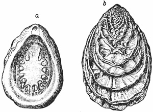 Fig. 764.