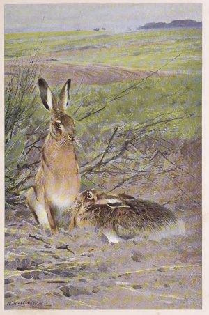 hare