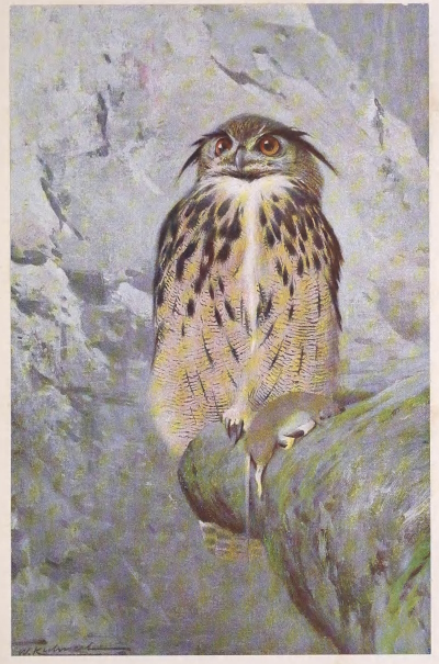 owl