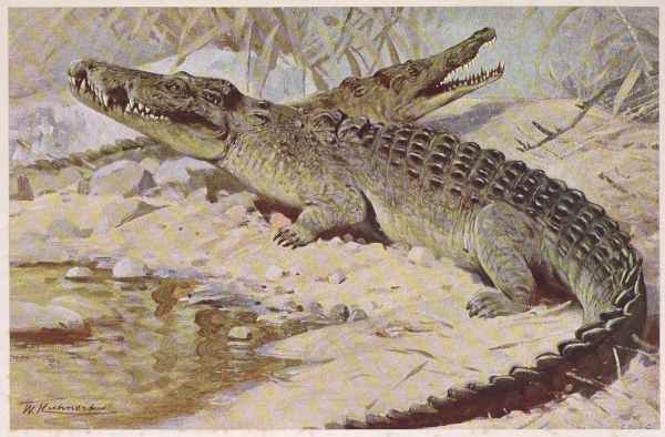 crocodile