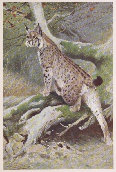 lynx