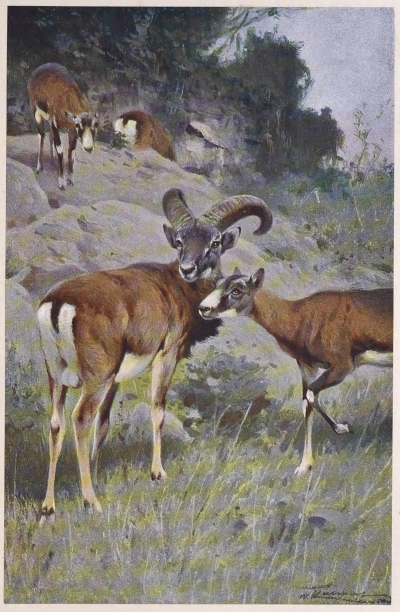 mouflon