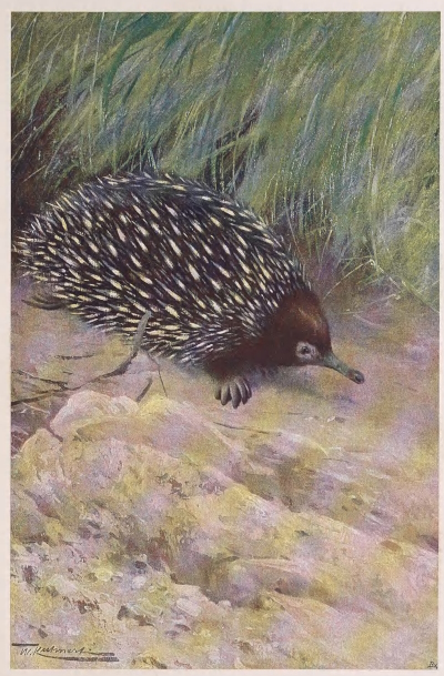 echidna