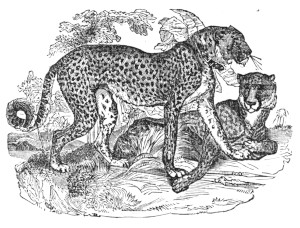 leopards