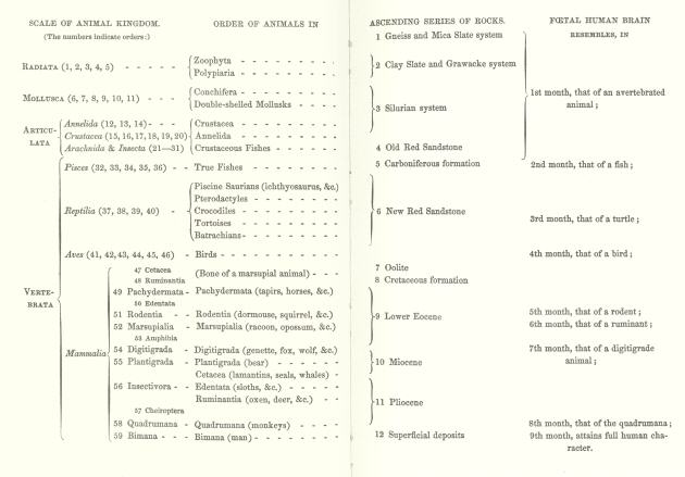 Complex table of animal kingdom