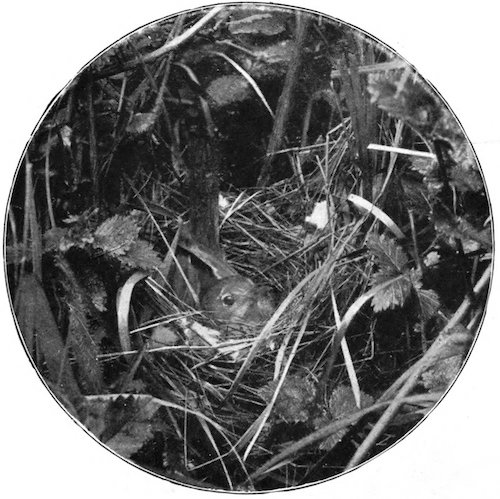 WHITETHROAT ON NEST.