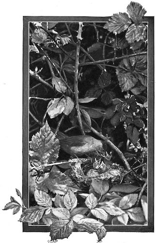 FEMALE BLACKCAP WARBLER FEEDING YOUNG