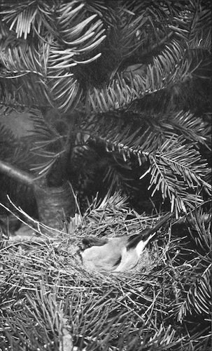 FEMALE BULLFINCH ON THE NEST