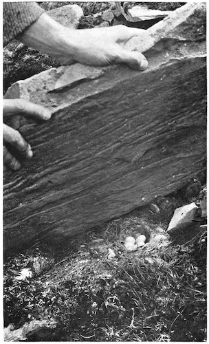 WHEATEAR’S NEST AND EGGS