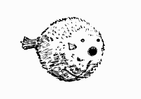 Puffer Fish