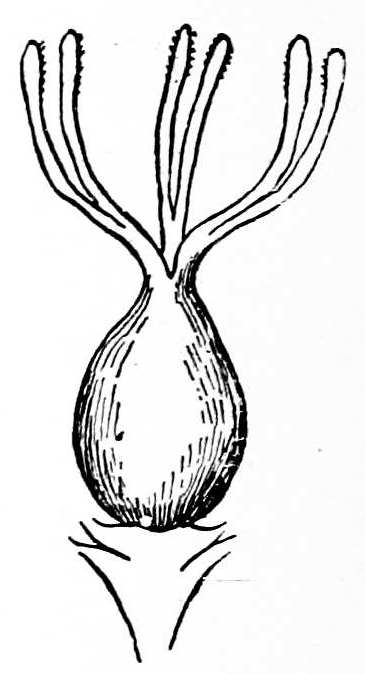 Fig. 192