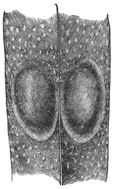 Fig. 52.