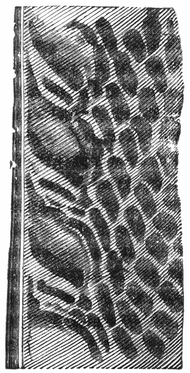 Fig. 56.