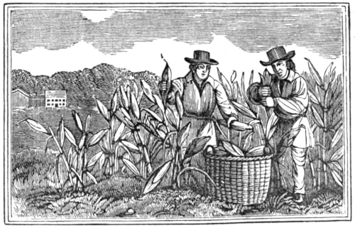 Harvest scene