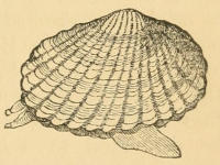 Cockle