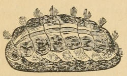 C. fascicularis, the Tufted Chiton