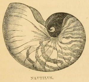 NAUTILUS.