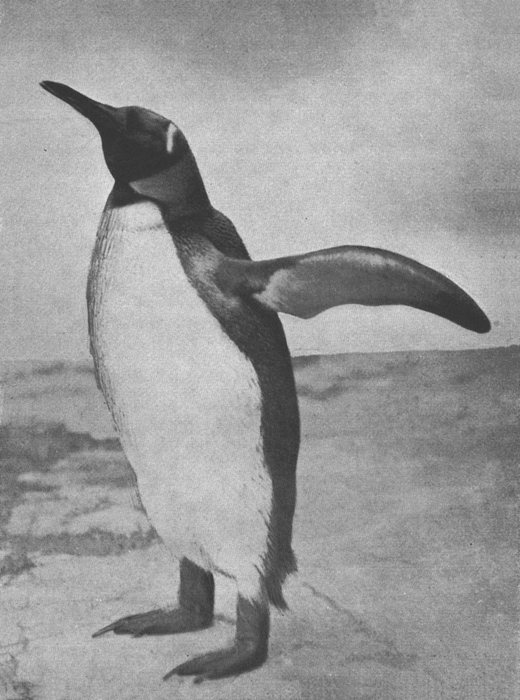 Königspinguin