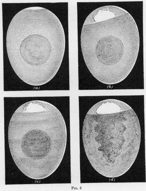 [Illustration: FIG. 5: four eggs.]