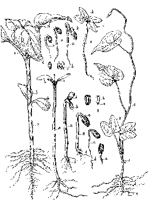 Germination of Morning Glory and Sunflower