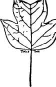 Tulip Tree Leaf