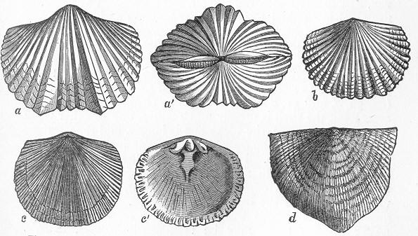 Fig. 50