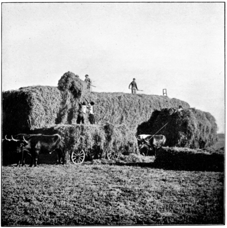 Stacking Alfalfa.