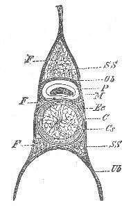 10. CROSS-SECTION OF AXIAL SKELETON OF PETROMYZON.
HERTWIG, FROM HIEDERSHEIM.