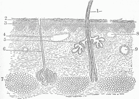 Fig. 3.—A Section Of The Skin. 1. A hair. Notice there is a deep depression of the surface to form a small bulb from which the hair grows. 2. The superficial or horny layer of the skin; the cells here are joined to form a dense, smooth, compact layer impervious to moisture. 3. The lower layer of cells. In this layer new cells are continually being formed to supply those which as thin scales are cast off from the surface. 4. Section of a small vein. 9. Section of an artery. 8. Section of a lymphatic. The magnification is too low to show the smaller blood vessels. 5. One of the glands alongside of the hair which furnishes an oily secretion. 6. A sweat gland. 7. The fat of the skin. Notice that hair, hair glands and sweat glands are continuous with the surface and represent a downward extension of this. All the tissue below 2 and 3 is the corium from which leather is made.